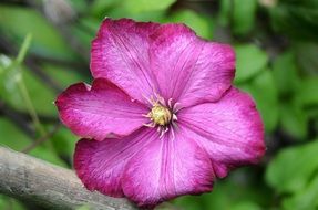 pink flower spring plant close-up