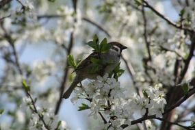 Sparrow on the apple