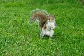 inimitable squirrel