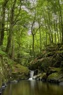 waterfall in a wild forest