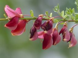 burgundy spartium scoparium