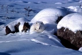 snow-white animal in the snow