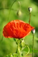 poppy red spring flower