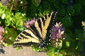 butterfly with tiger wings on a blurred background