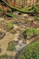 stream torrent in wild forest