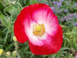 bright summer poppy flower