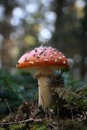closeup photo of beautiful and dangerous fly agaric mushroom