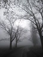 trees in the fog in autumn time