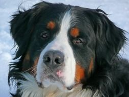 breathtaking bernese mountain dog