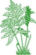 fern plant as a drawing