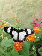 color butterfly nature