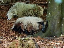 two tired sheep are resting in the forest
