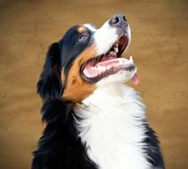 friendly bernese mountain dog