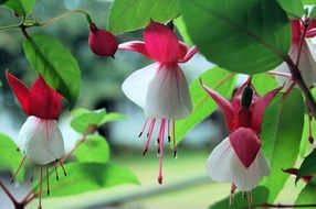 red and white fuchsia close up