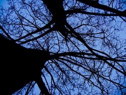 tree with thin leaves against the blue sky