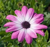 splendiferous pink daisy