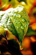 Close up photo of water drops on a leaf