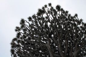 Picture of dracaena plant