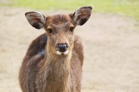 picture of the deer in the wildife