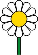 painted camomile on a white background