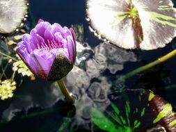 Violet lily pad on the water
