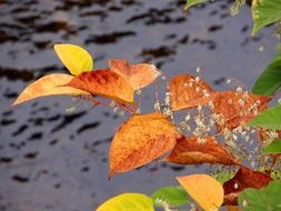 colorful leaves on a branch on a fne of a cold lake