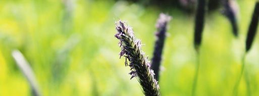 charming meadow plant