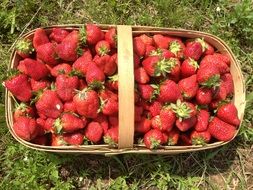 top view of strawberries in a basket