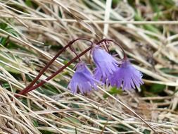 alpine soldanella blossoms