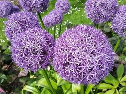 allium, purple flowers in garden