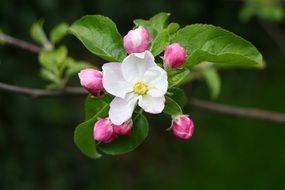 white flower and around small pink buds