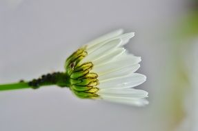 daisy flower beautiful plant on a blurred background