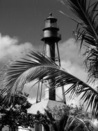 black and white photo of the lighthouse behind the palm branches