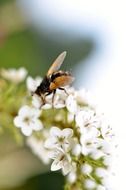 hover fly insect