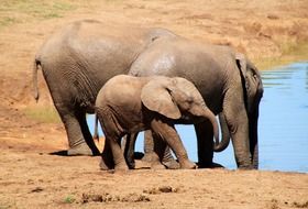 african elephant family drinking water