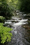 creek in the thickets of green forest
