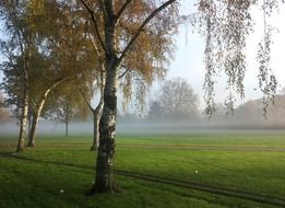 morning fog in forest