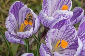 Bee on Crocus spring close-up on blurred background