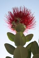 evergreen pohutukawa tree in bloom