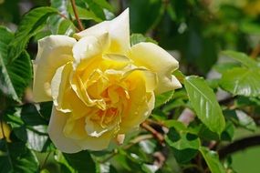 Yellow rose on a green bush