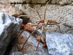 pisaura mirabilis this is a kind of spider