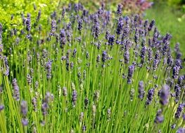 purple lavender flowers garden