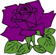 rose purple flower drawing