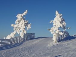 snow-covered winter trees