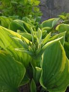 Green perennial plants