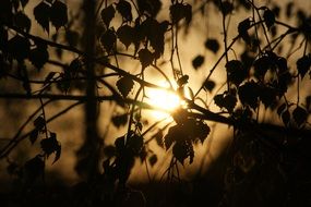 Sun is shining through the foliage