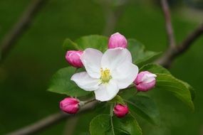 flower on bare tree branch