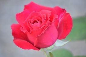 Macro photo of beautiful pink rose