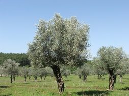 Beautiful colorful olive trees in nature