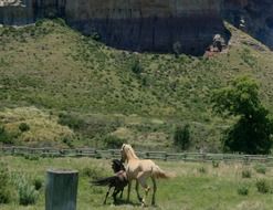 two horses on a green slope against a mountain